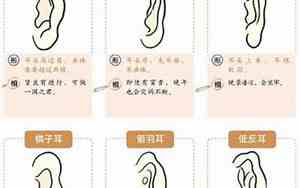 耳朵高过眉毛的人聪明